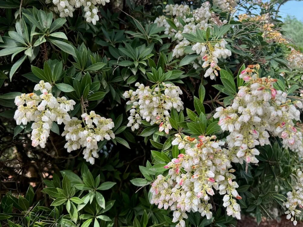 Pieris japonica 'Prelude' 01.jpeg