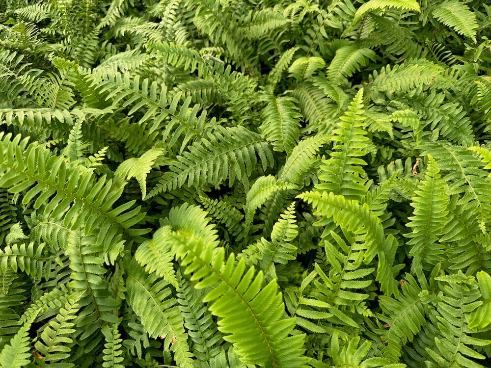 Polystichum munitum 05.jpeg
