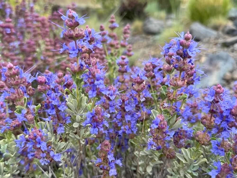 Salvia dorrii 02.jpeg