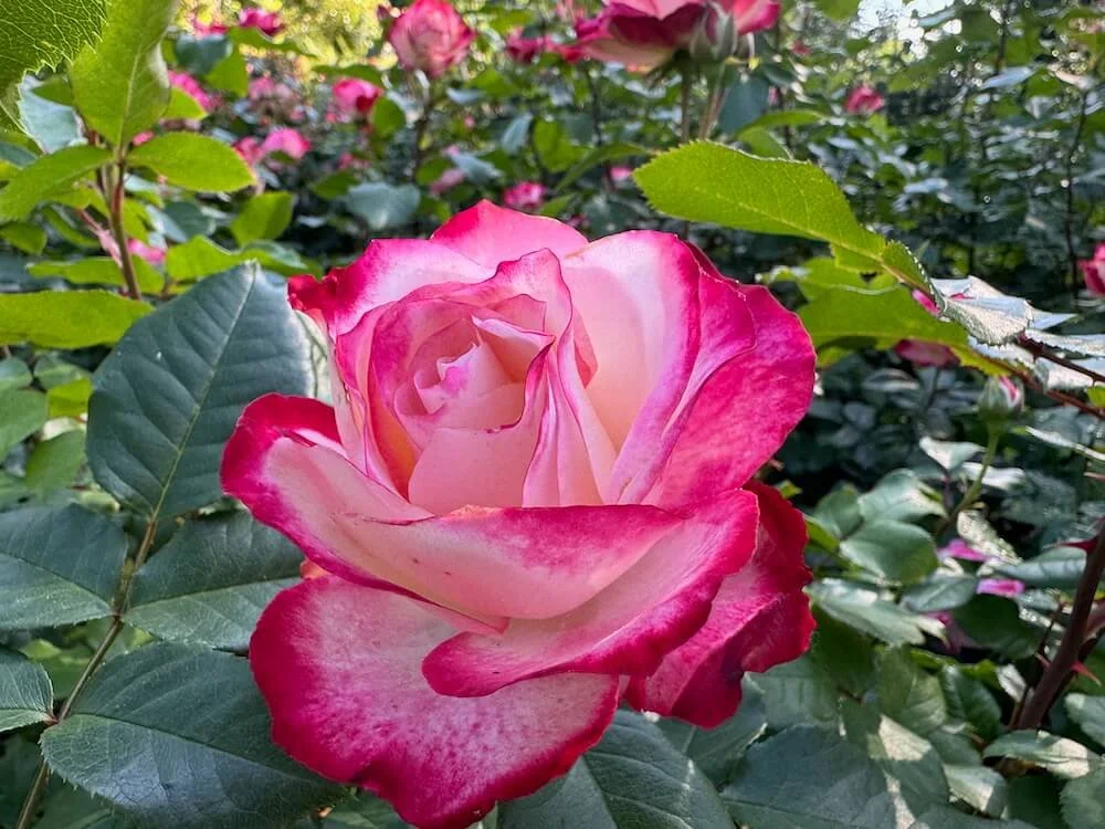 Rosa 'Cherry Parfait' 02.jpeg