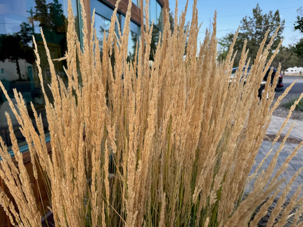 Calamagrostis x acutiflora 'Karl Foerster' 04.jpeg