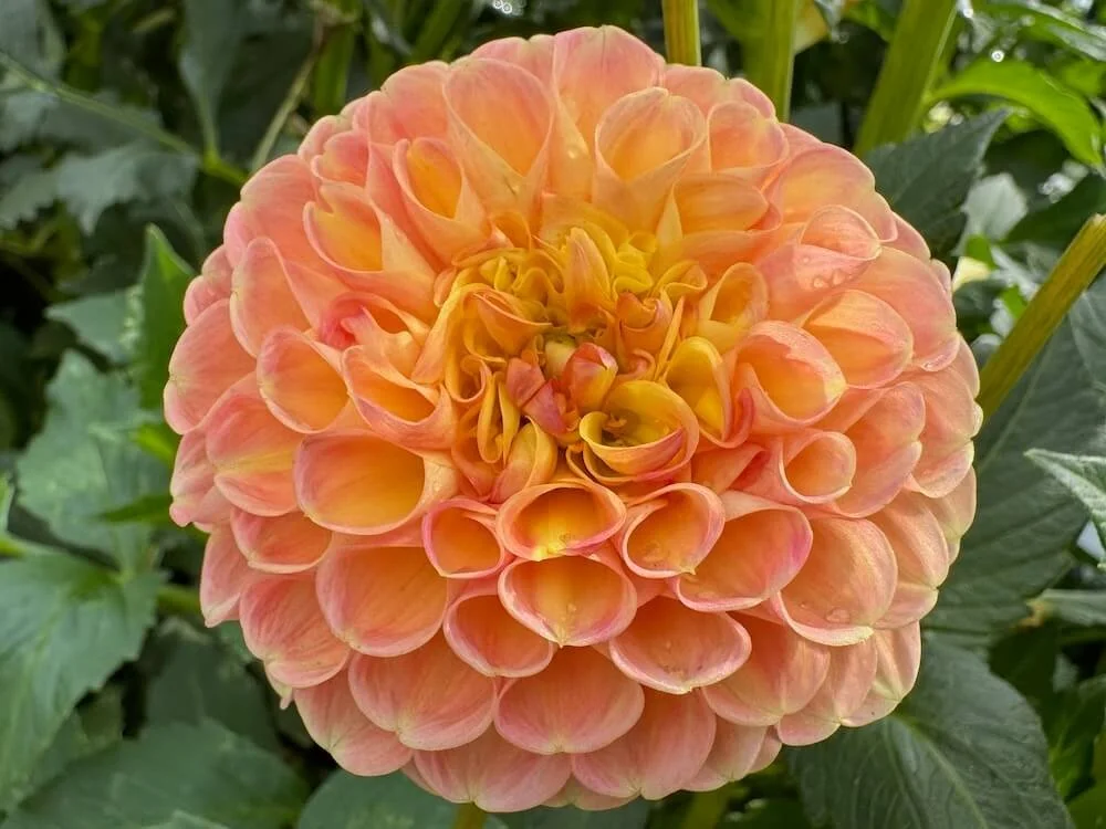 Chricton Honey Dahlia 07.jpeg