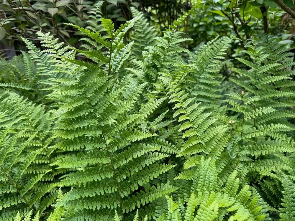 Dryopteris filix-mas 02.jpeg