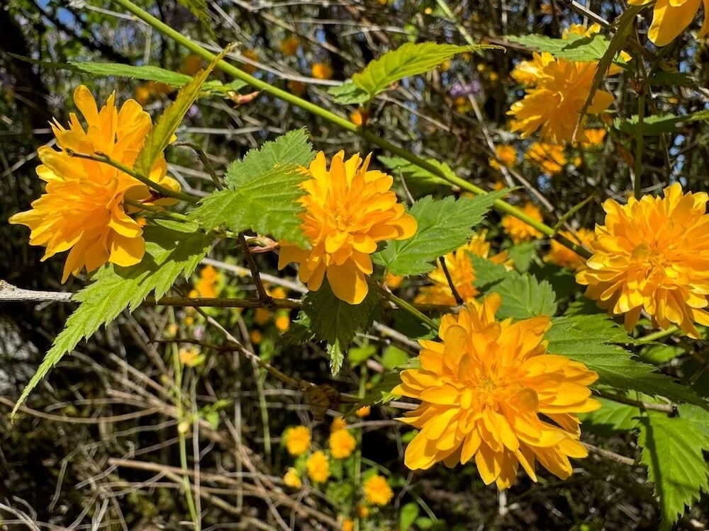 Kerria japonica 'Pleniflora' 04.jpeg