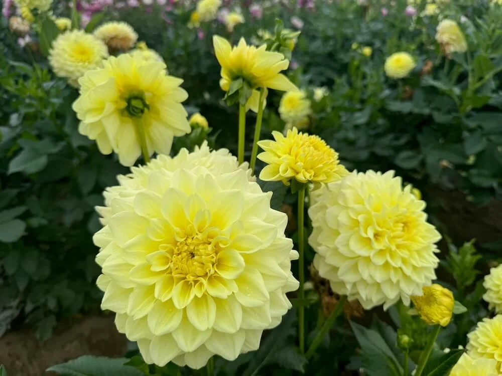 Dahlia 'A-Peeling' 03.jpeg