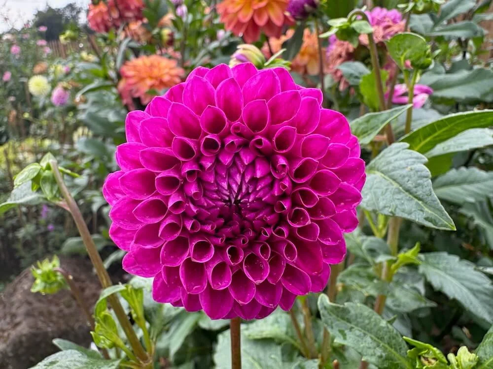 Dahlia 'Nijinsky' 01.jpeg