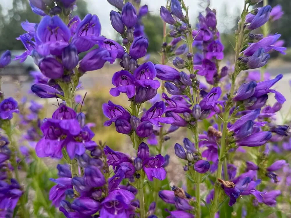 Penstemon strictus | Rocky Mountain Beardtongue