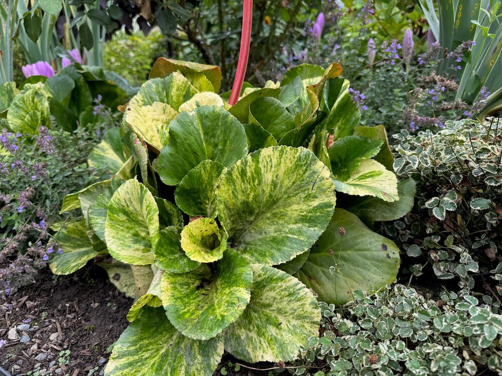 Bergenia cordifolia 'Tubby Andrews' 04.jpeg
