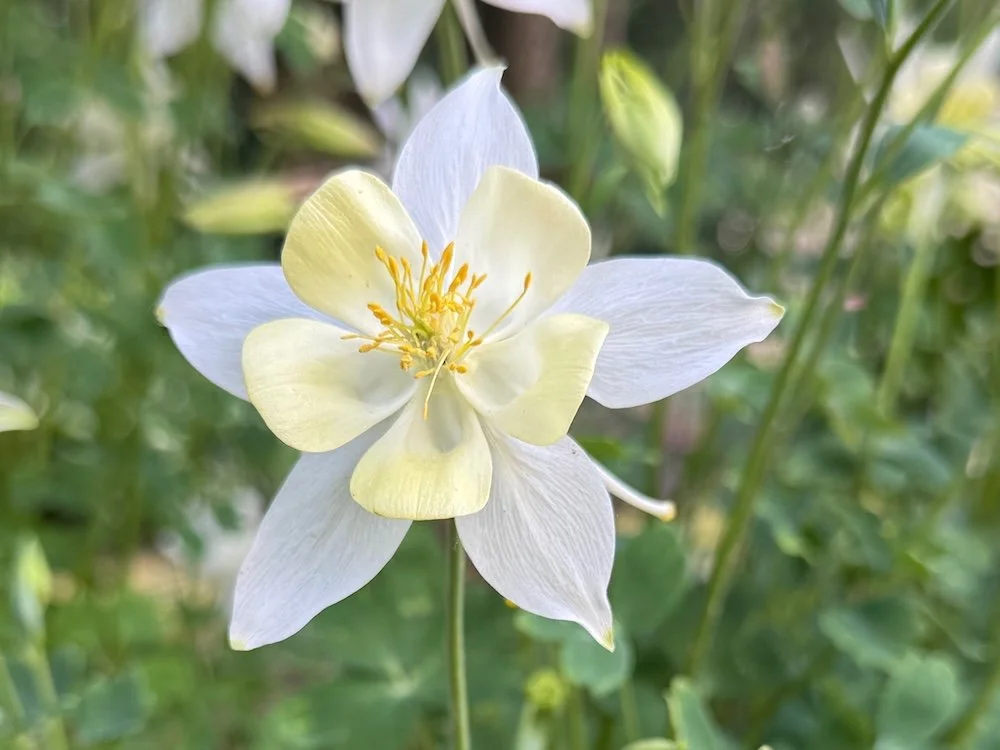 Aquilegia caerulea 'Crystal Star' 01.jpeg