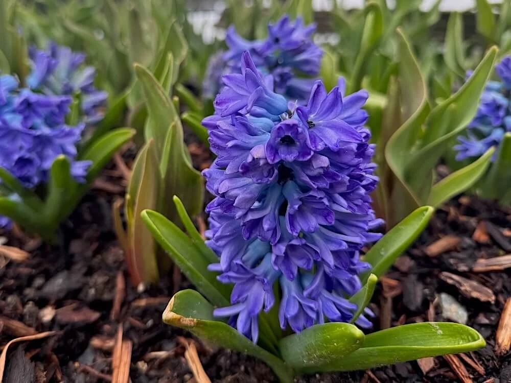Hyacinthus orientalis 'Blue Star' 03.jpeg