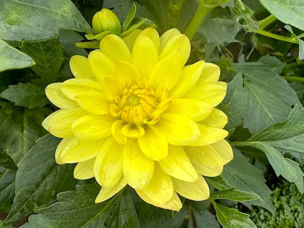 Dahlia 'Lovely Rita' 02.jpeg