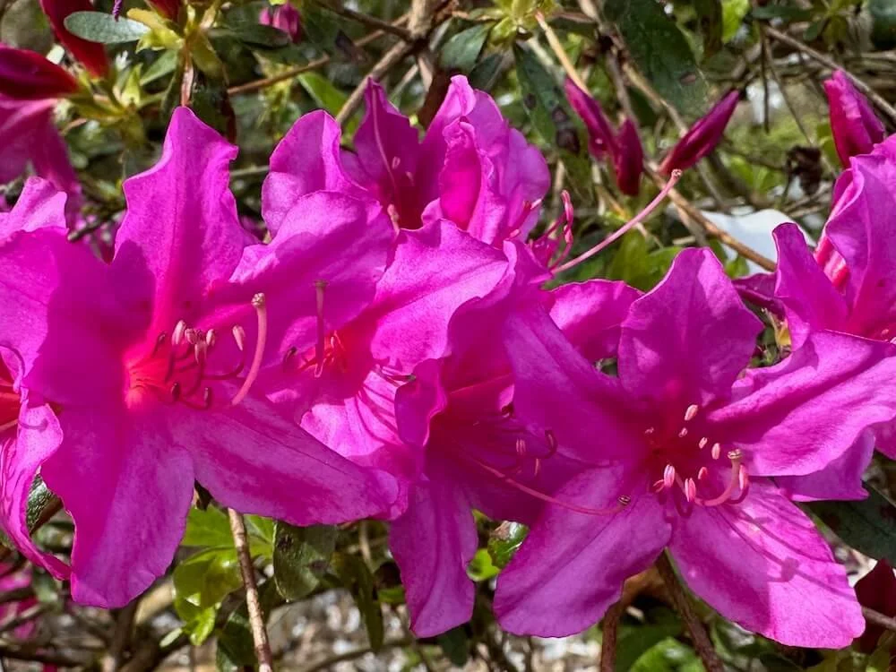 Rhododendron 'Atalanta'  01.jpeg