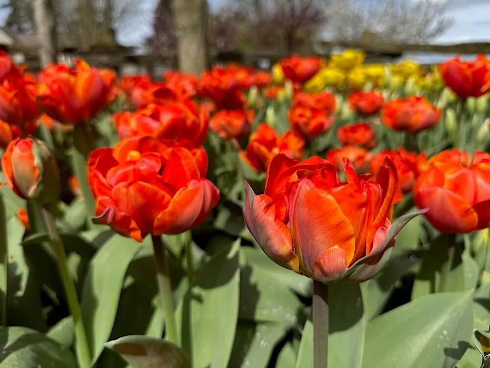 Tulipa 'Ad Rem' 02.jpeg