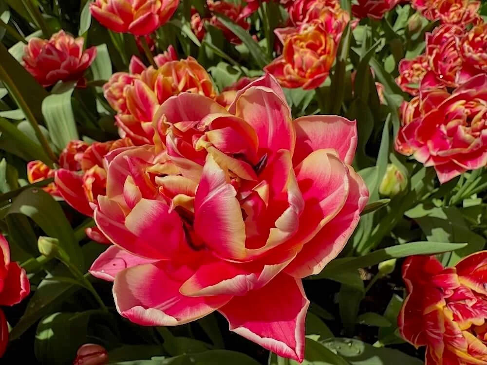 Tulipa 'Columbus' | Columbus Double Tulip