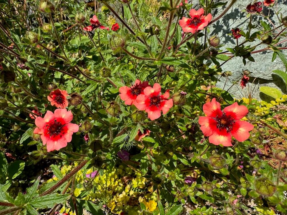 Potentilla nepalensis 'Melton Fire' 02.jpeg