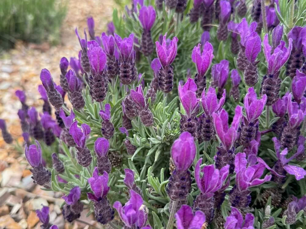Lavandula stoechas 'Primavera' 03.jpeg