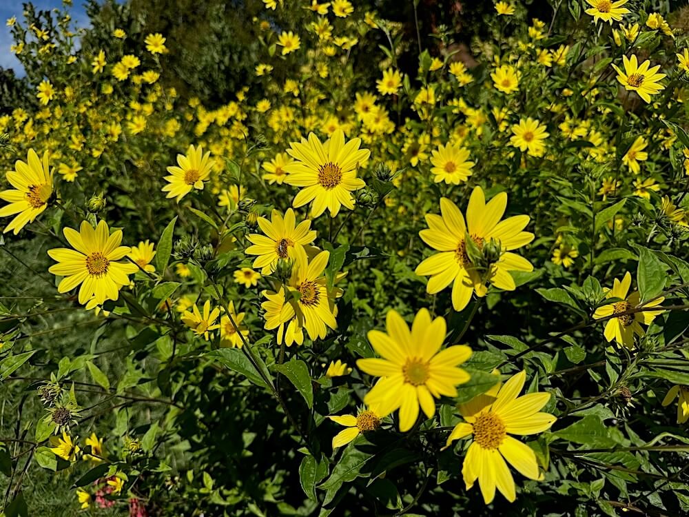 Helianthus salicifolius 'Lemon Queen' 02.jpeg