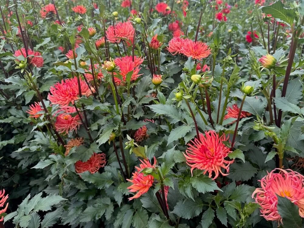 Dahlia 'Bed Head' 03.jpeg