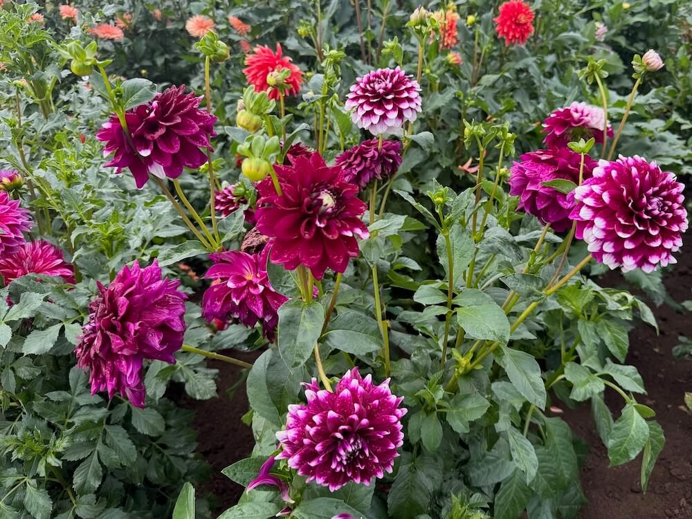 Dahlia 'Ryan C' 03.jpeg