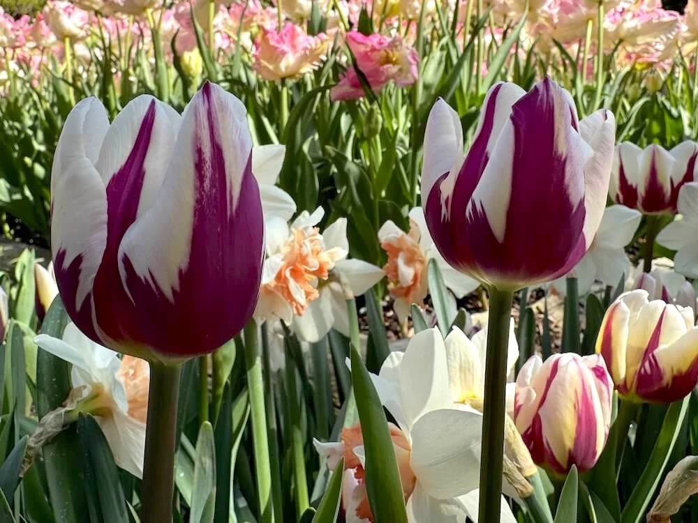 Tulipa 'Rem's Favorite' 02.jpeg