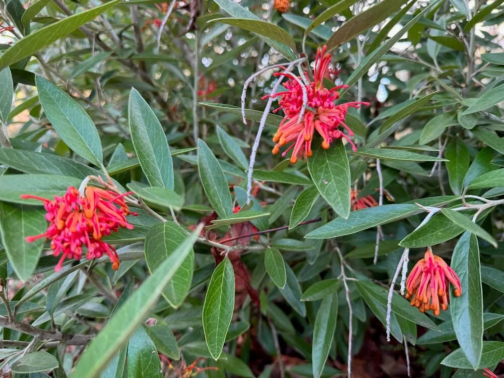 Grevillea victoriae 02.jpeg