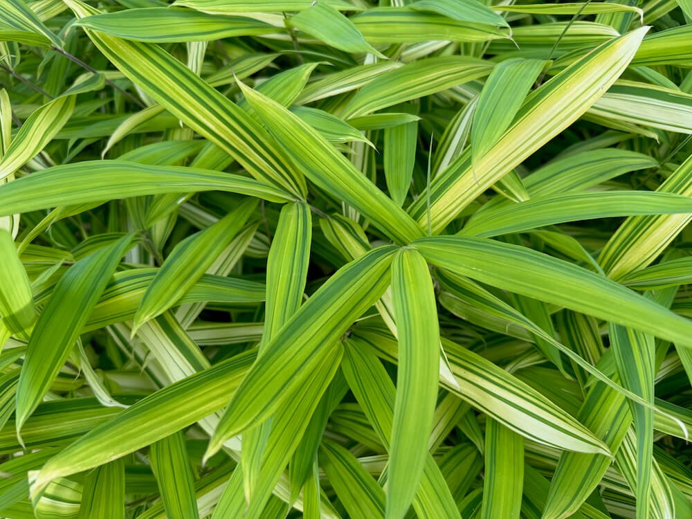 Pleioblastus viridistriatus 01.jpeg