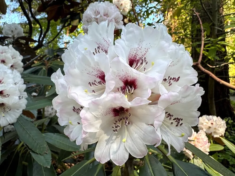 Rhododendron rex ssp. fictolacteum 01.jpeg