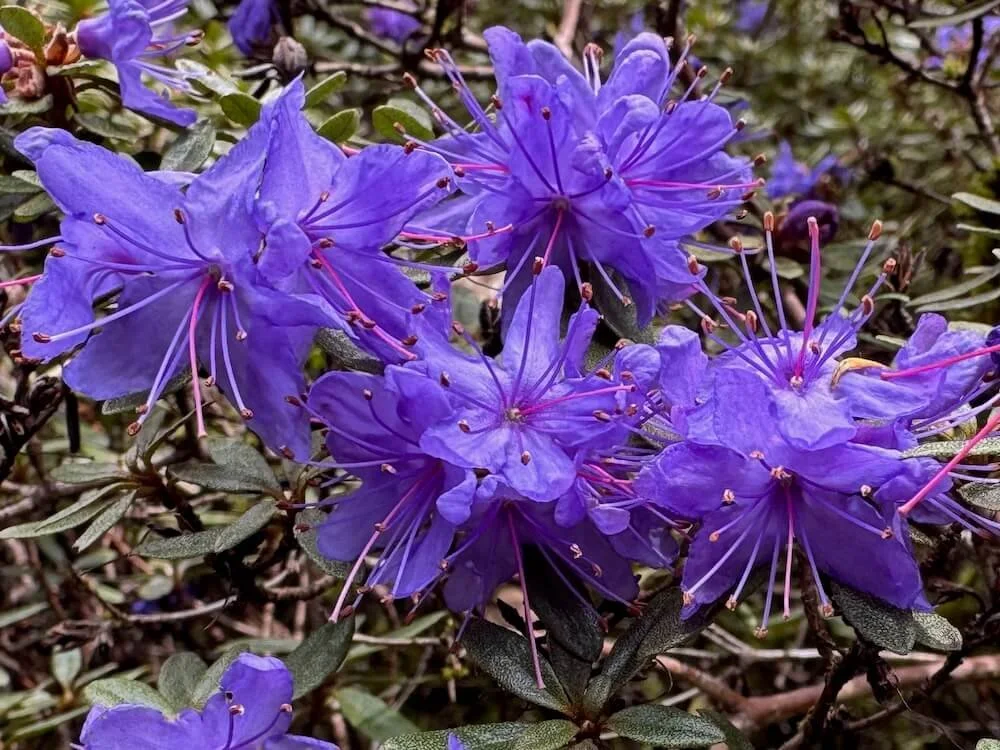 Rhododendron azurika 02.jpeg