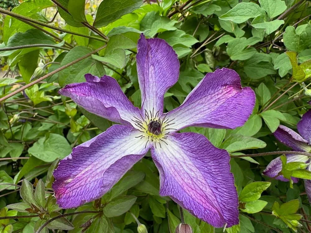 Clematis 'Venosa Violacea' 04.jpeg