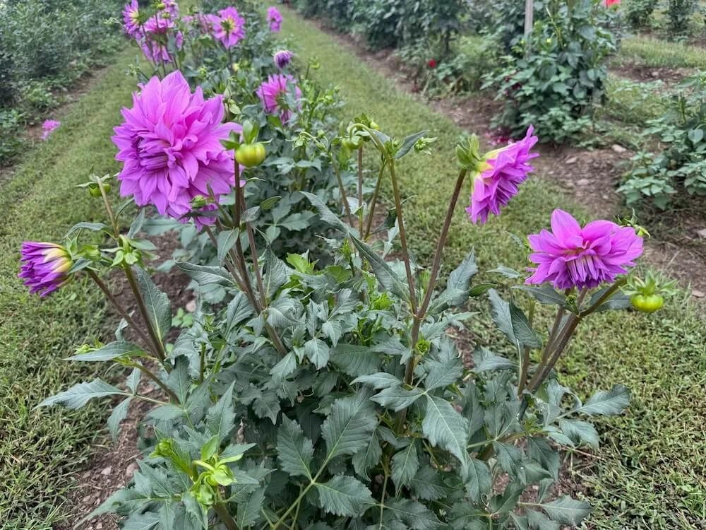 Dahlia 'Kate Olivia' 03.jpeg