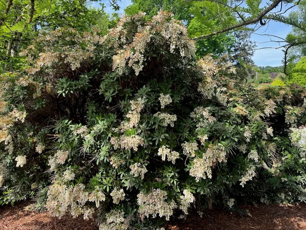 Pieris japonica 'Prelude' 03.jpeg
