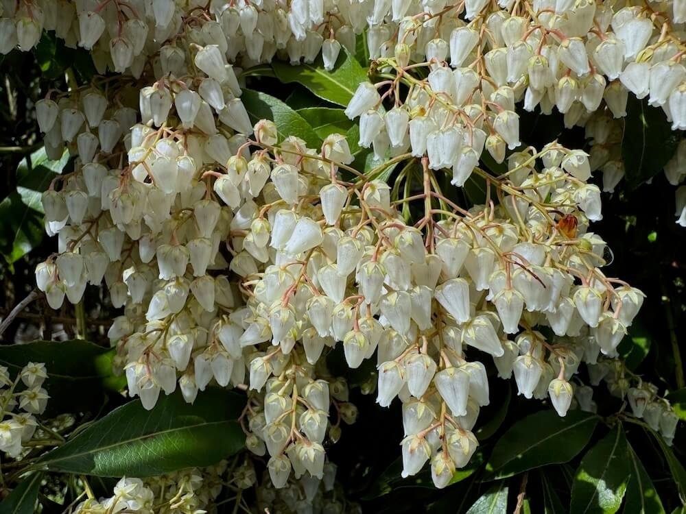 Pieris japonica 07.jpeg