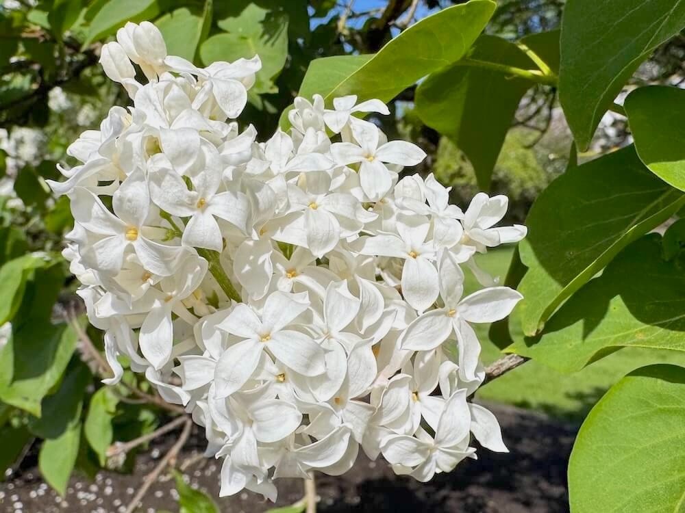 Syringa vulgaris 'Mont Blanc' | Mont Blanc Lilac