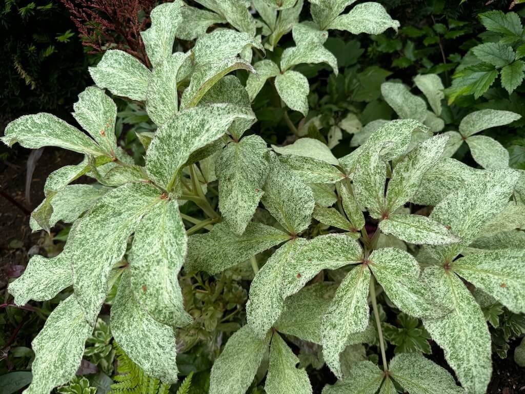 Helleborus 'Snow Fever' 07.jpeg
