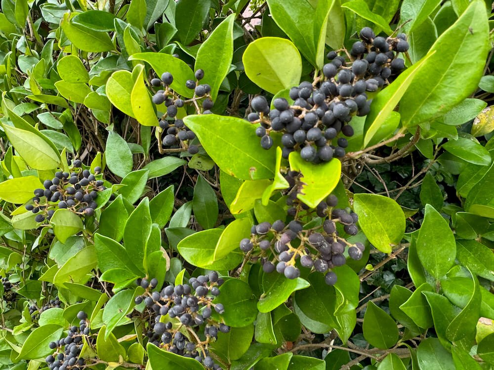 Ligustrum japonicum 07.jpeg