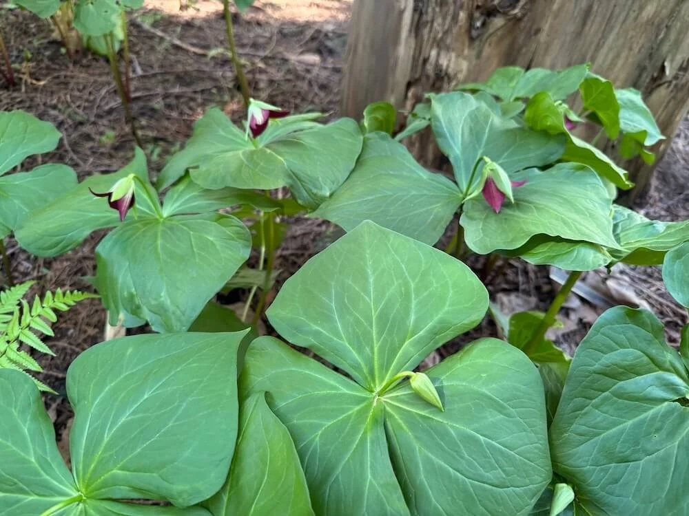 Trillium erectum 03.jpeg
