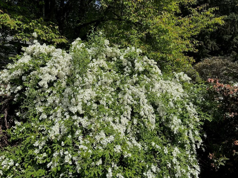Exochorda x macrantha 'The Bride' 03.jpeg