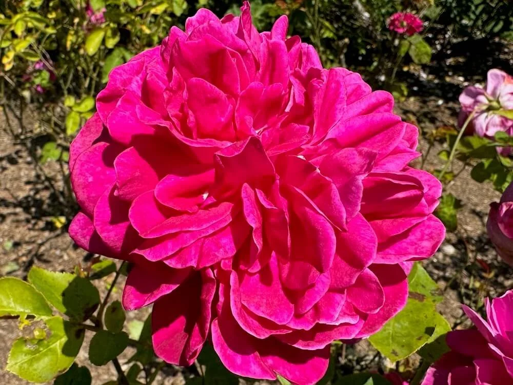 Rosa 'Auslot' 01.jpeg