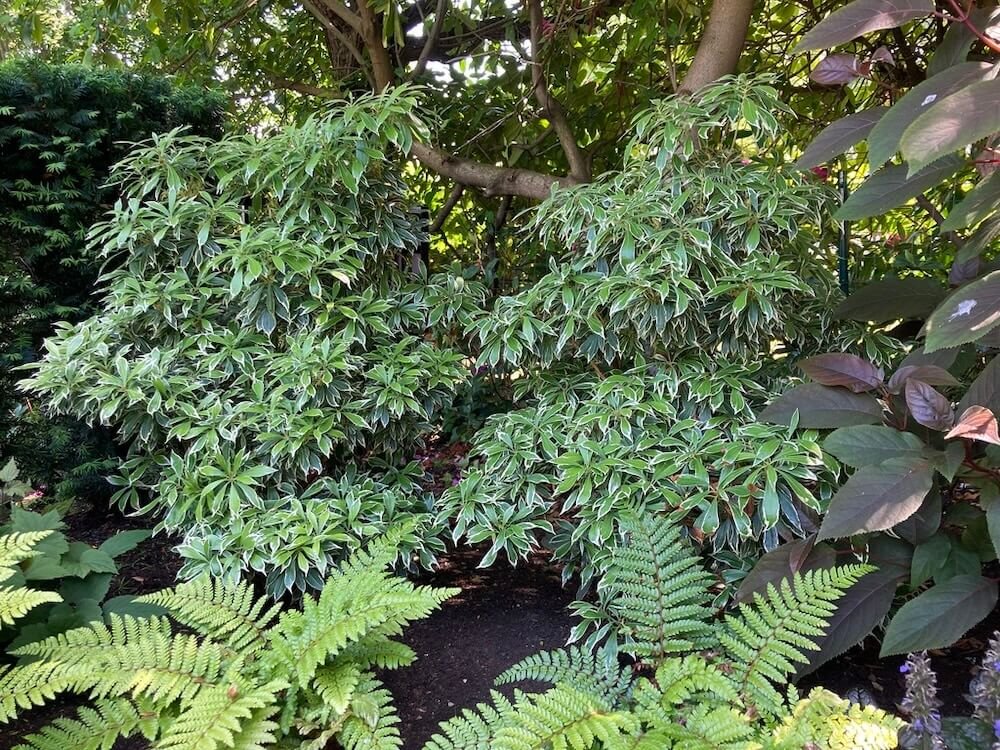 Pieris japonica Variegata 07.jpeg