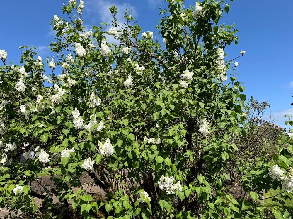 Syringa Vulgaris 'Angel White' 03.jpeg