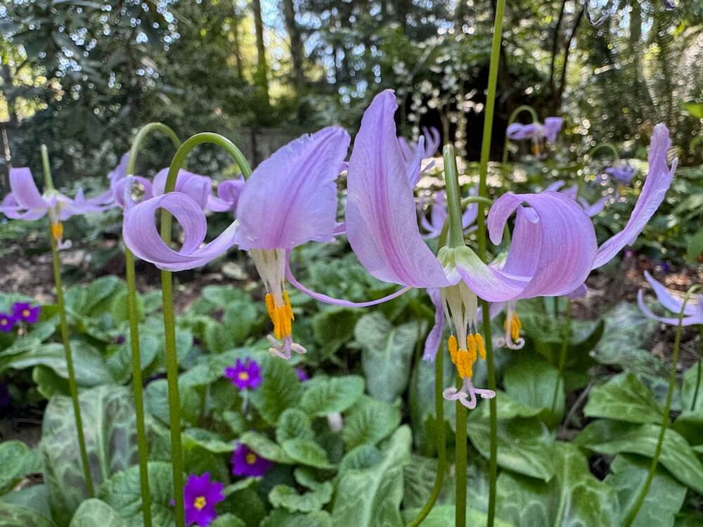 Erythronium revolutum | Coast Fawn Lily