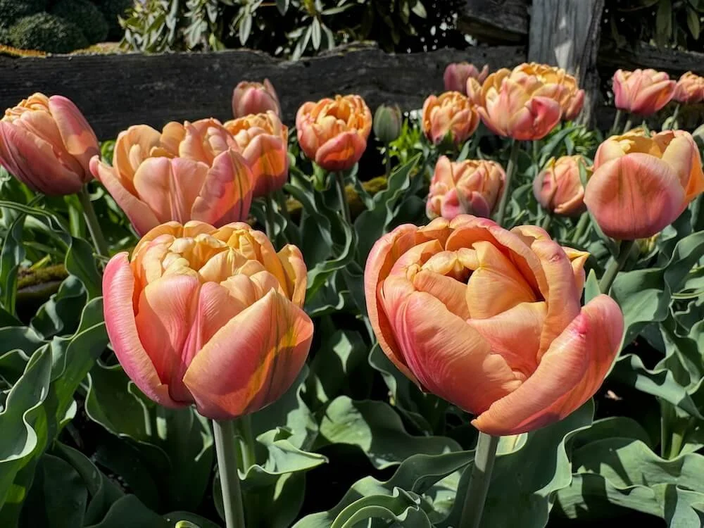 Tulipa 'La Belle Epoque' 02.jpeg