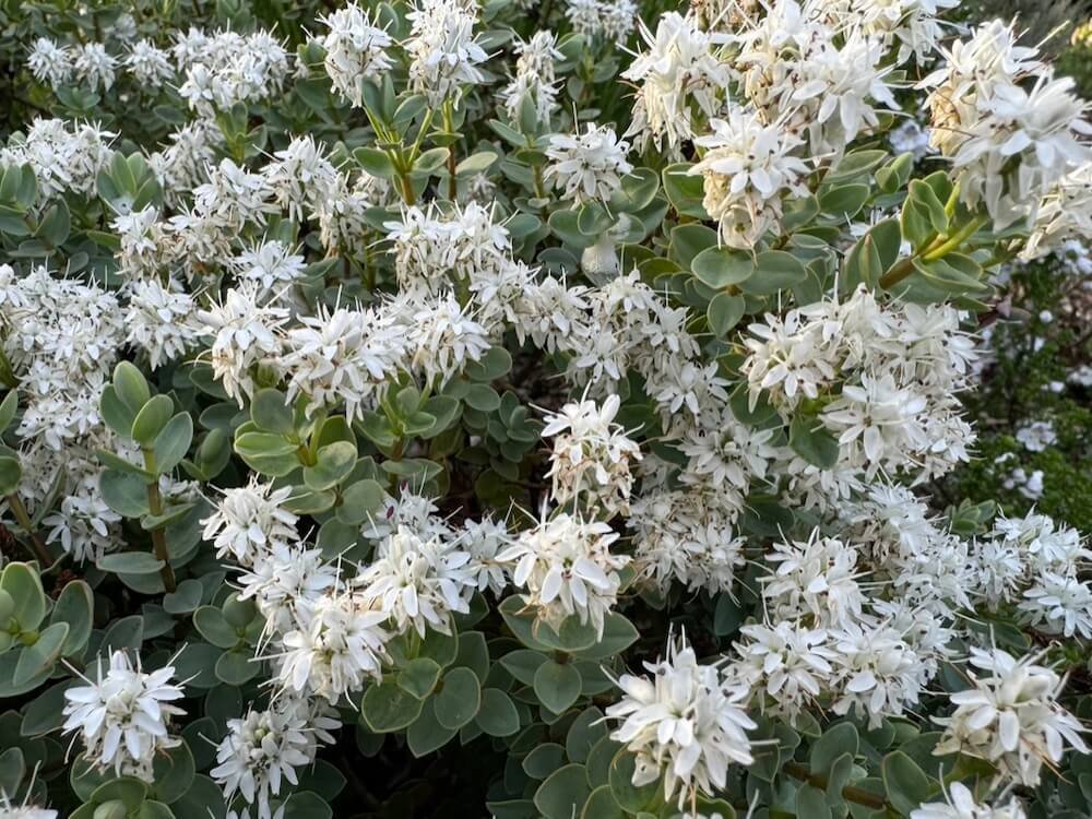 Veronica pinguifolia 05.jpeg