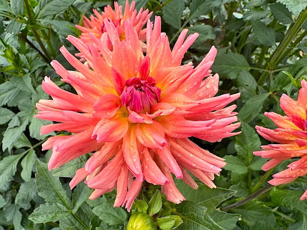 Dahlia 'Whipper Snapper' 02.jpeg