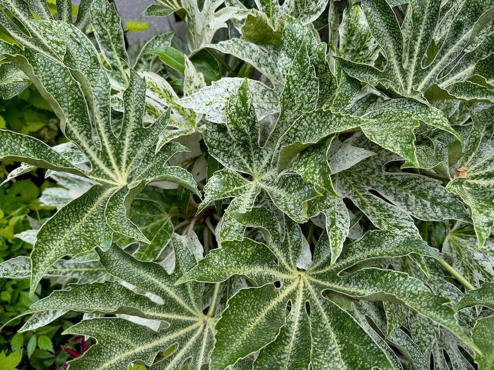 Fatsia japonica 'Spider's Web' 05.jpeg