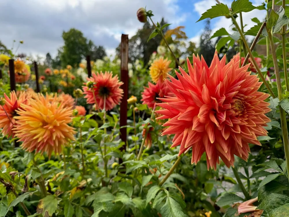 Dahlia 'AC Alysia' 04.jpeg