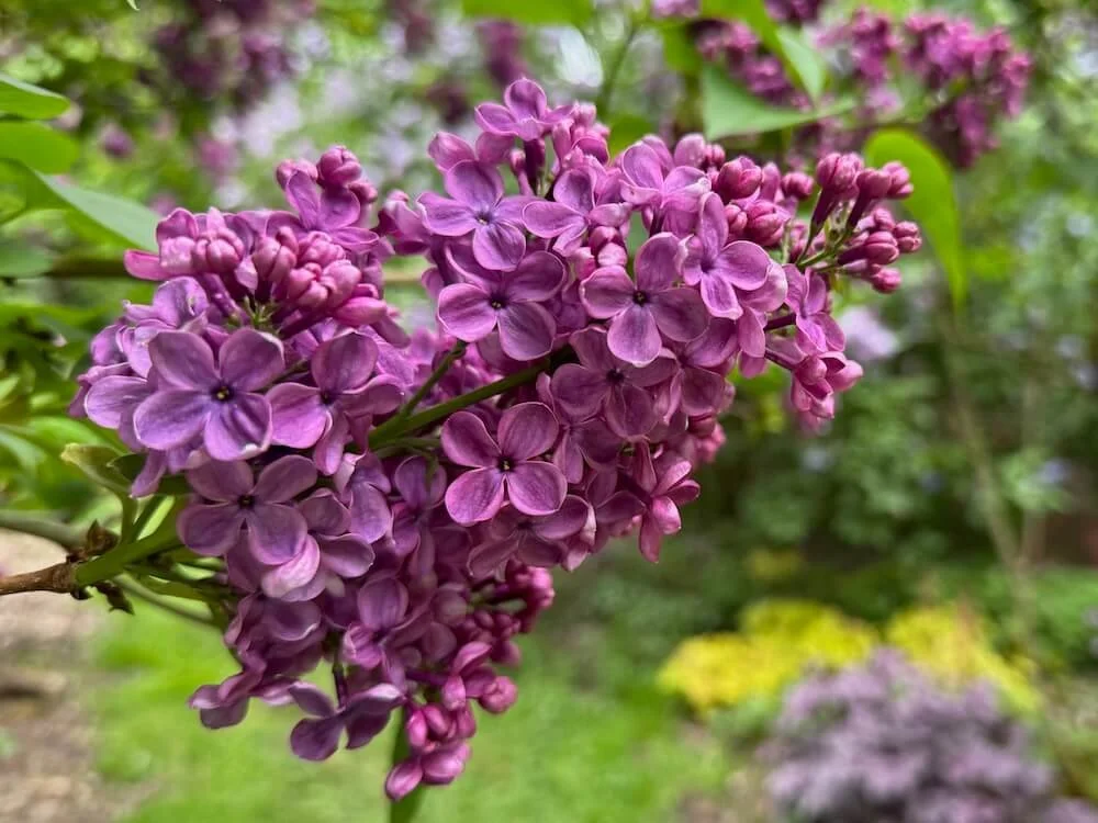 Syringa × hyacinthiflora ‘Declaration’ 01.jpeg