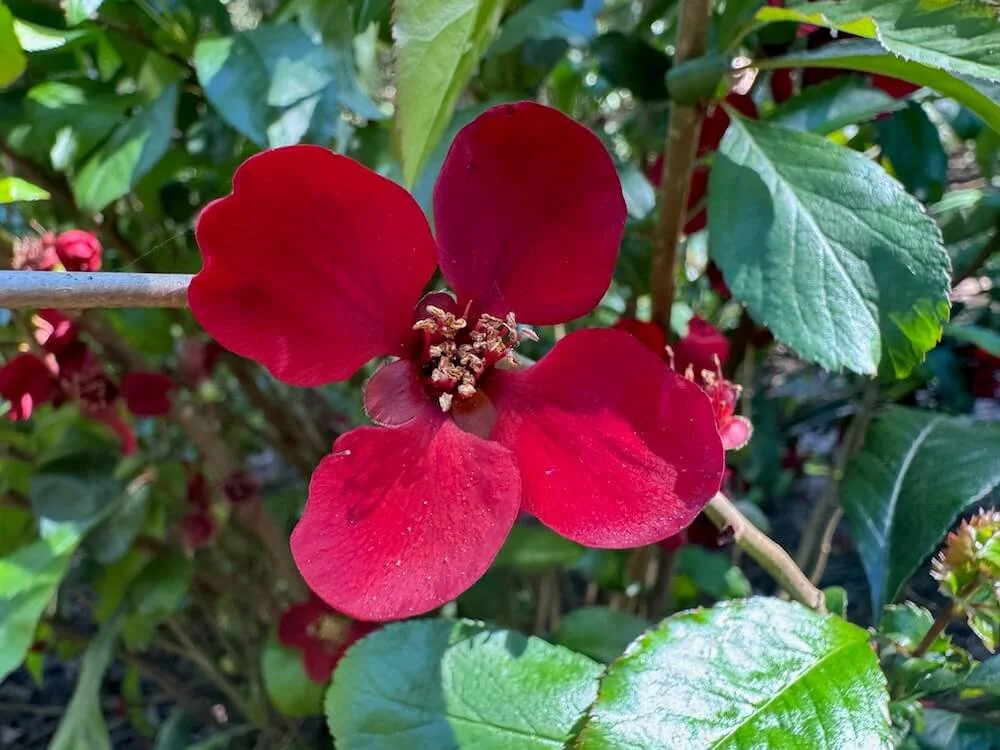Chaenomeles japonica 'Atsuya Hamada' 02.jpeg