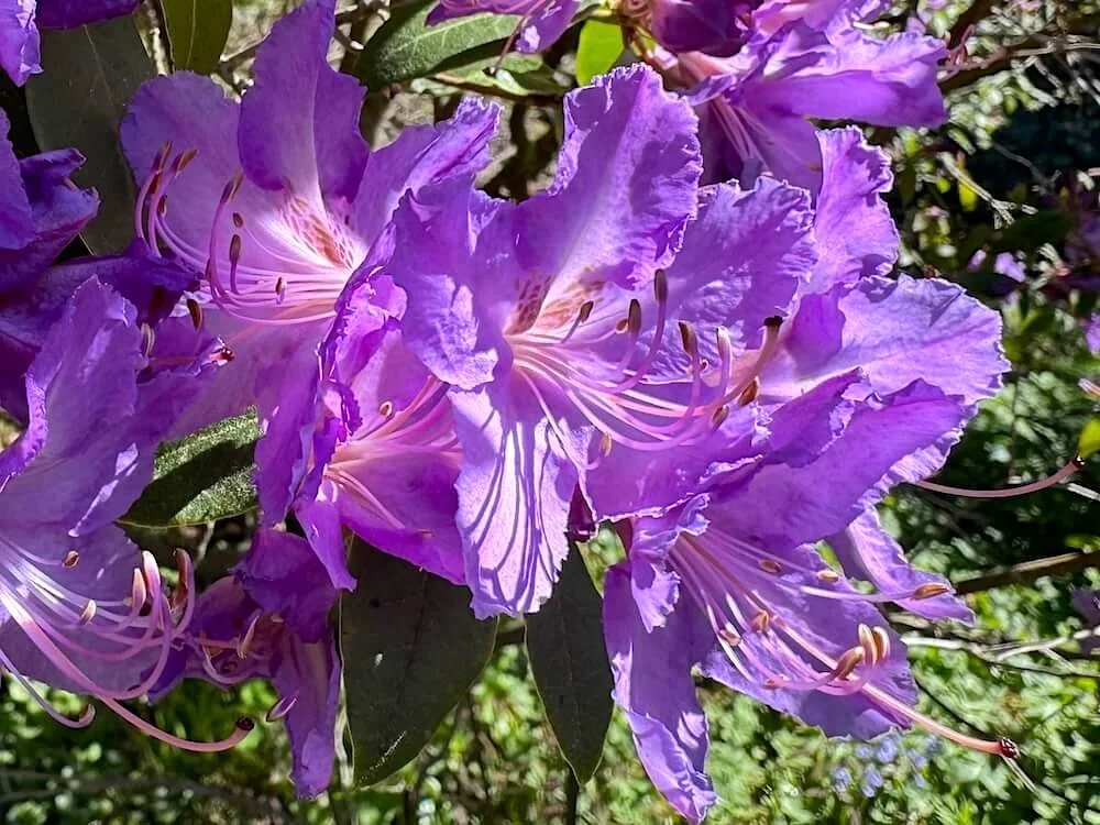 Rhododendron augustinii var. chasmanthum 'Tower Court' 01.jpeg