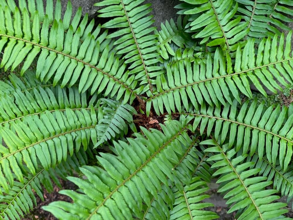 Polystichum munitum 01.jpeg